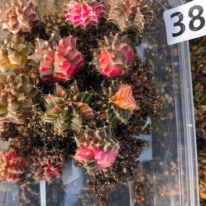 当前无花栽培后可以开花382