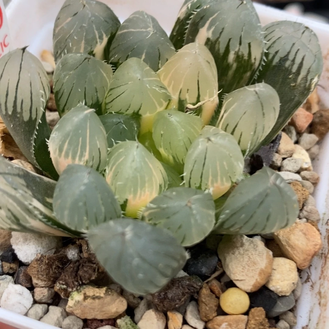 700实生玉露锦一物一拍