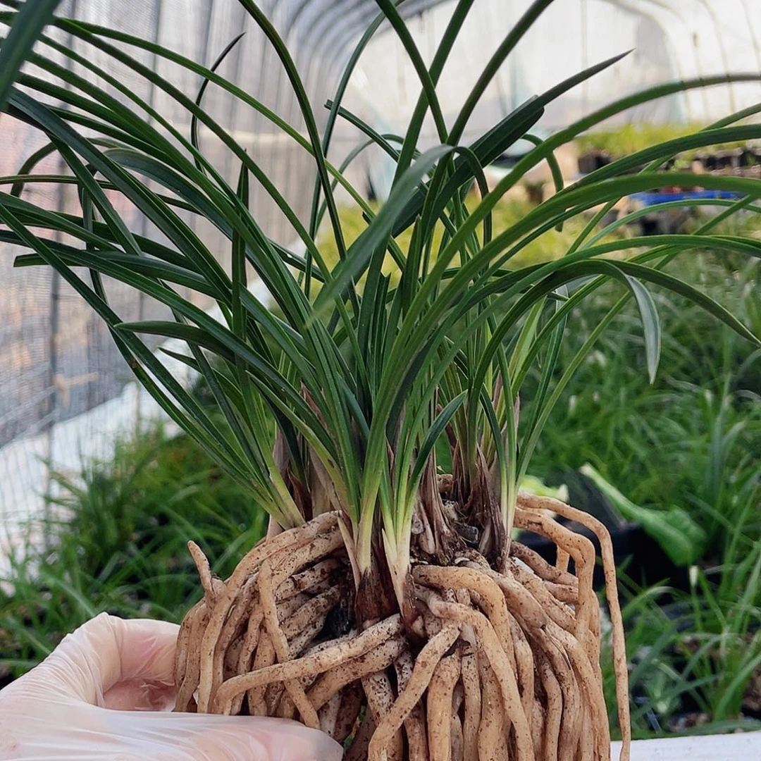 王***無完全开放康康康兰花