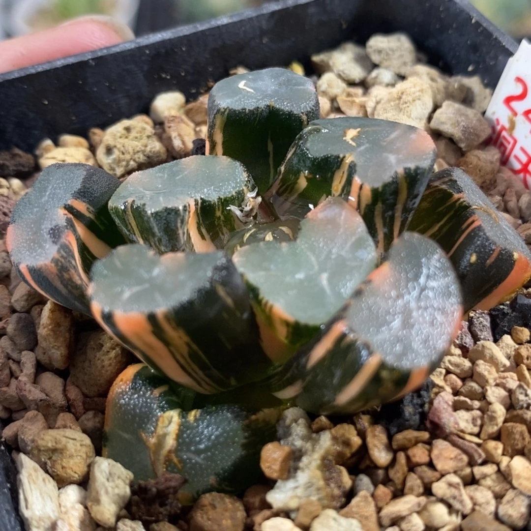 247大明湖万象锦，，，