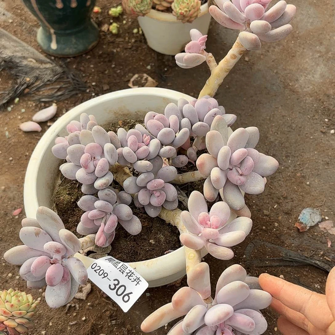 同温层多肉桃美人306