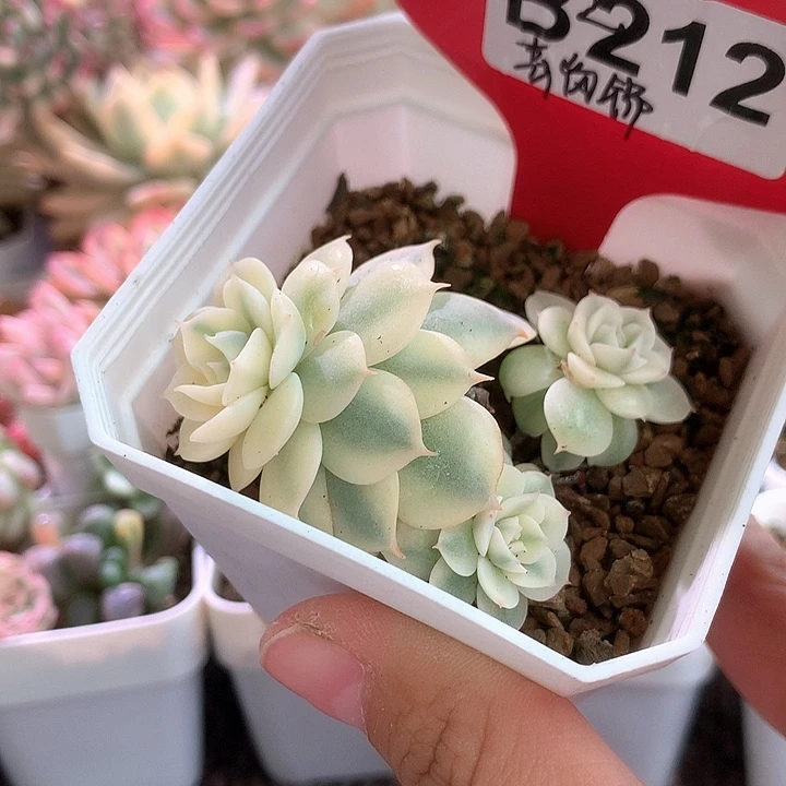 青岗锦覆轮有根有根