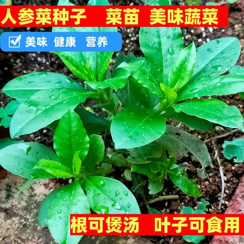 养生土人参菜苗人参菜种子阳台庭院种植人参美味食用野菜蔬菜种苗