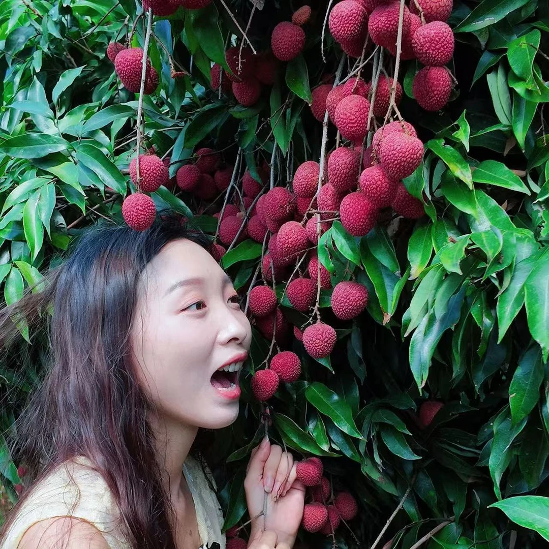【阿丽收荔枝专属】永春正宗百年老树状元红荔枝顺丰包邮