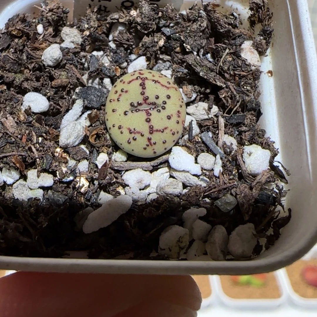 用****3六一儿童节快乐-1009