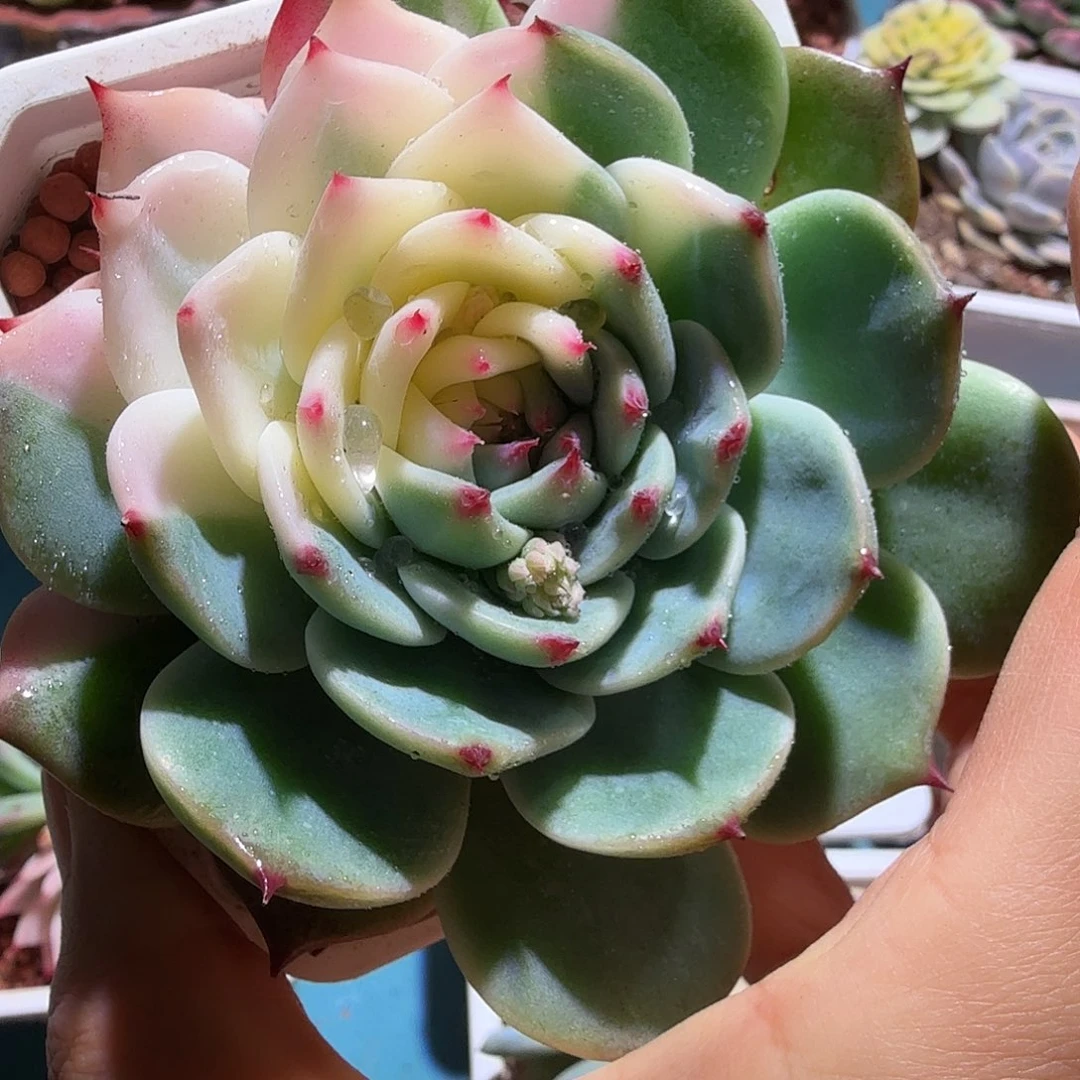 吉娃娃锦，多肉植物
