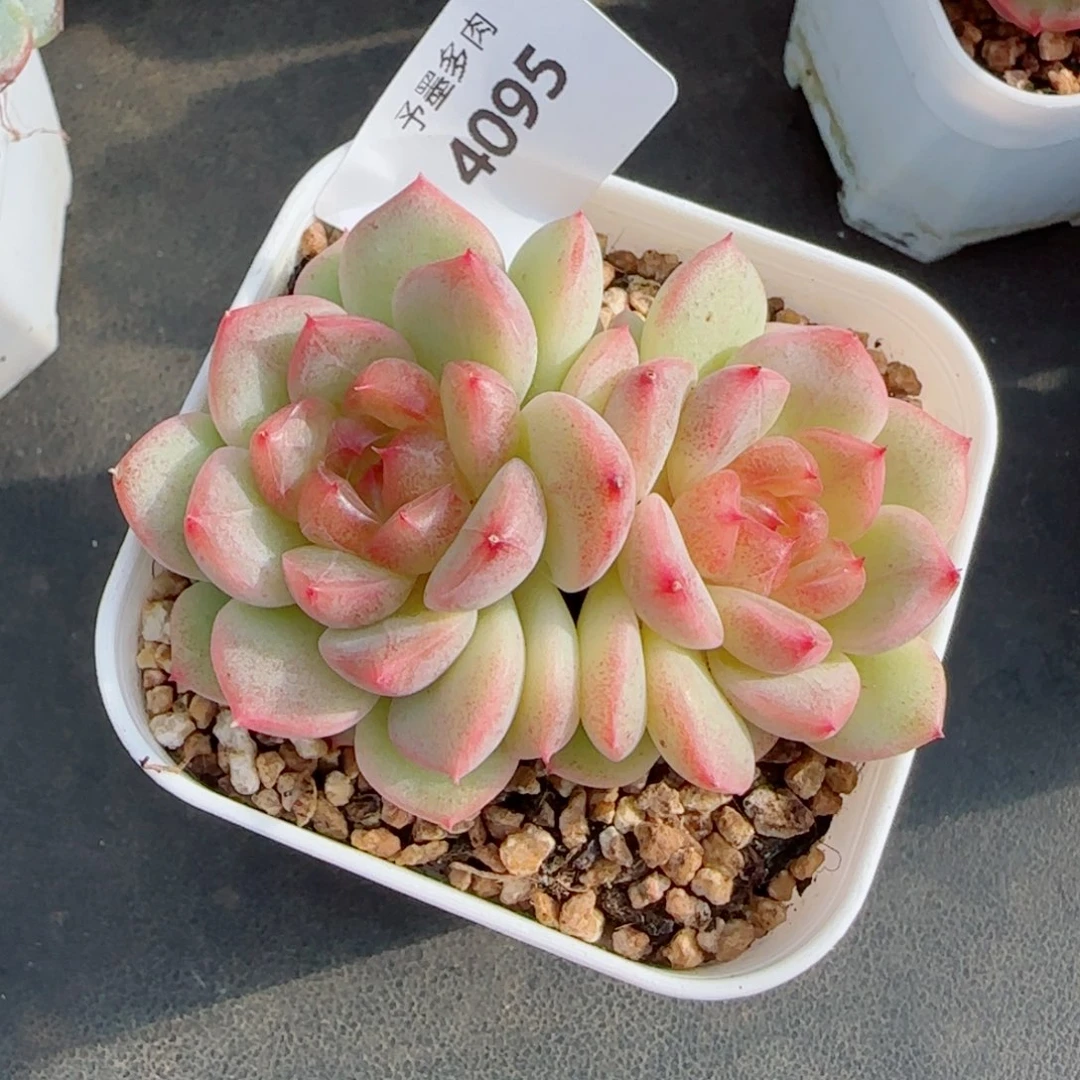 孤品珍妮，4095多肉植物