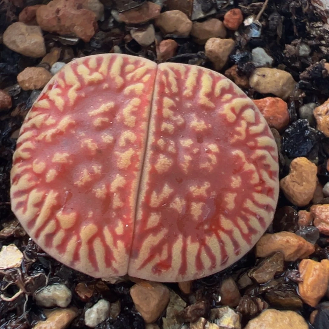 红光阳带盆多肉植物