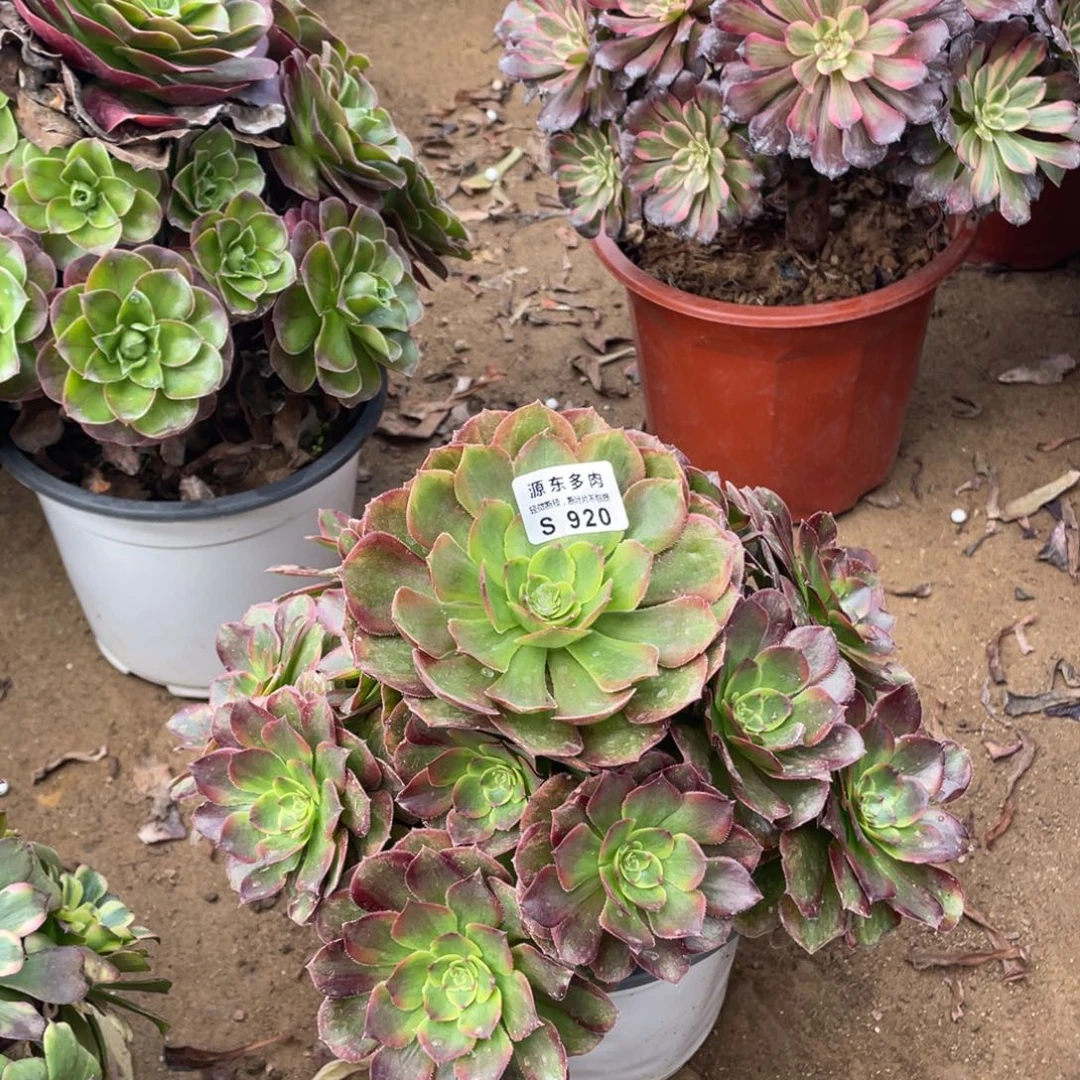 920火狐多肉法师断枝不包