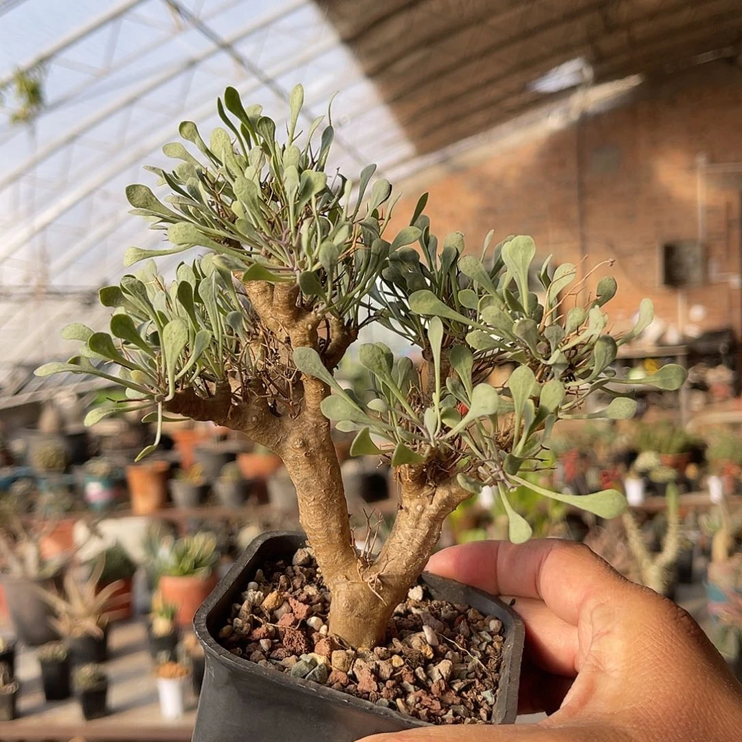 实生黑鬼殿一物一拍的