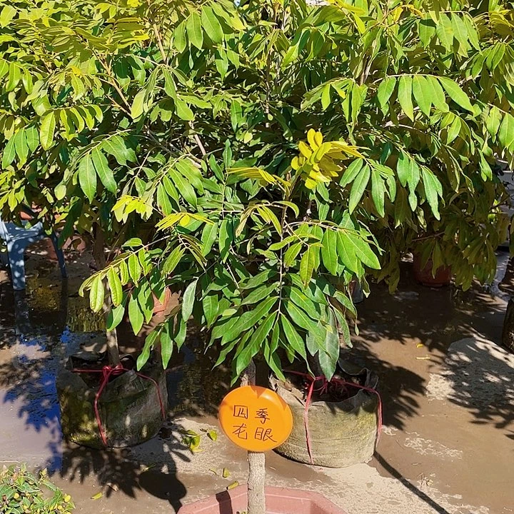 垲***荿完全开放果树88888