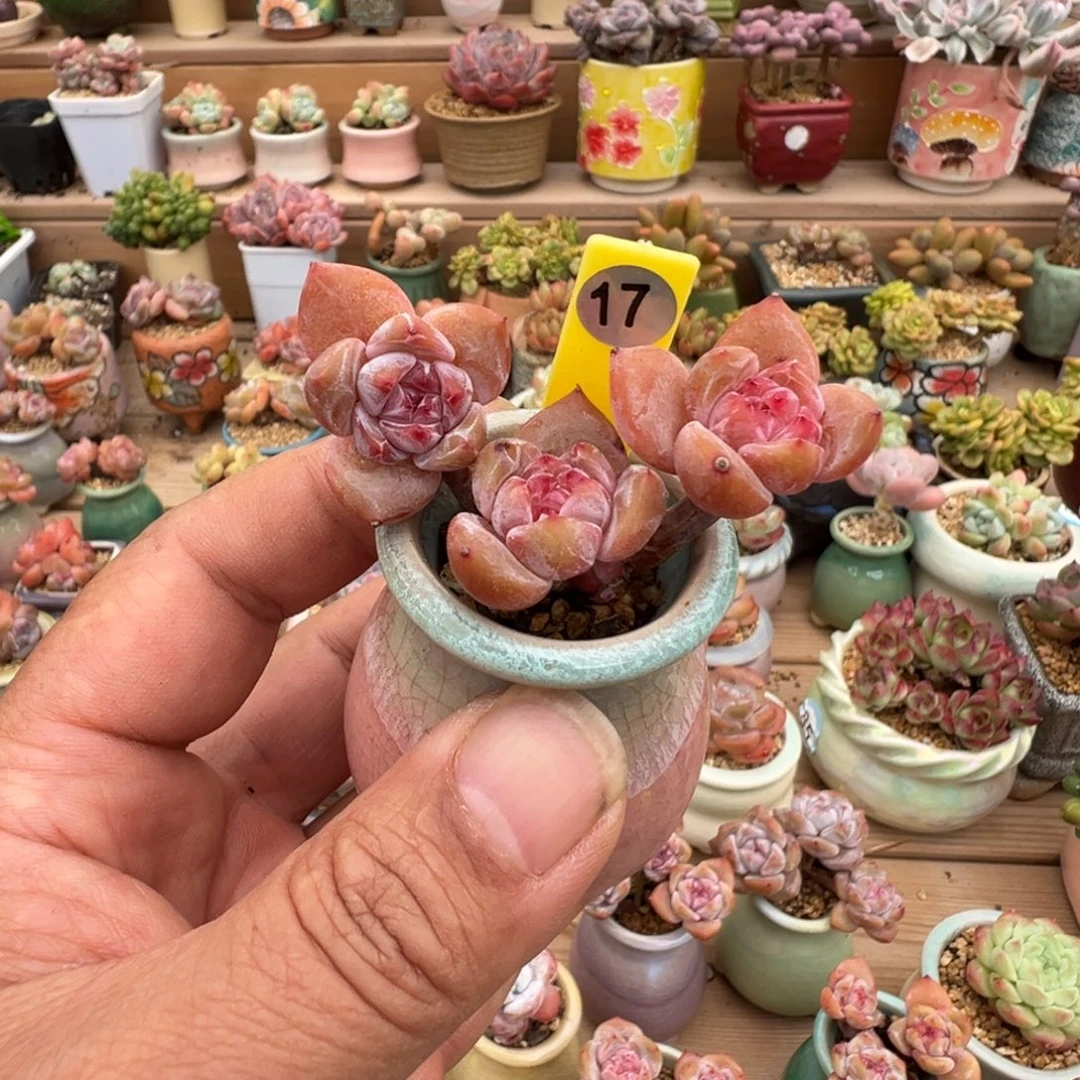 17号星影3头老桩无砍