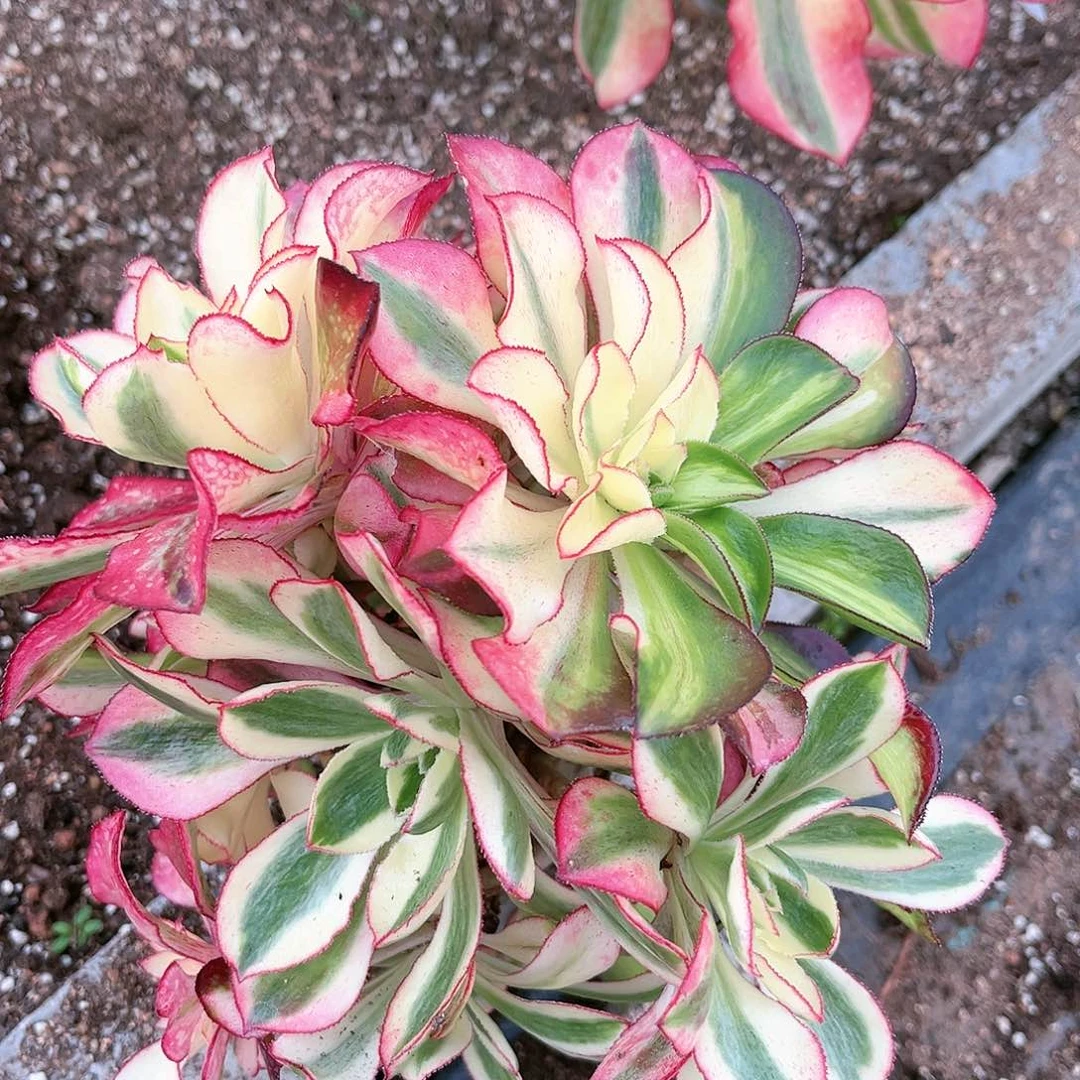 魅影多肉魅影多肉