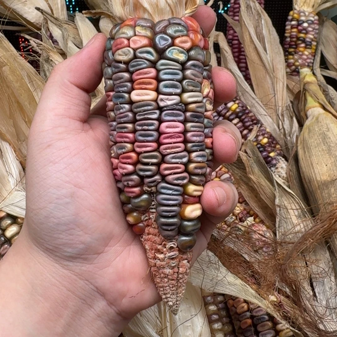 柏香籽/百香籽吊坠e***?