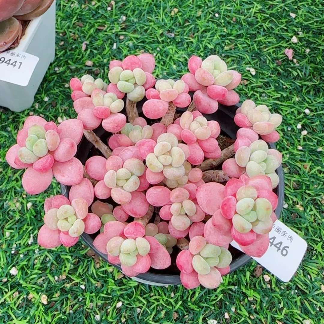 鱼子酱无砍，9446多肉植物