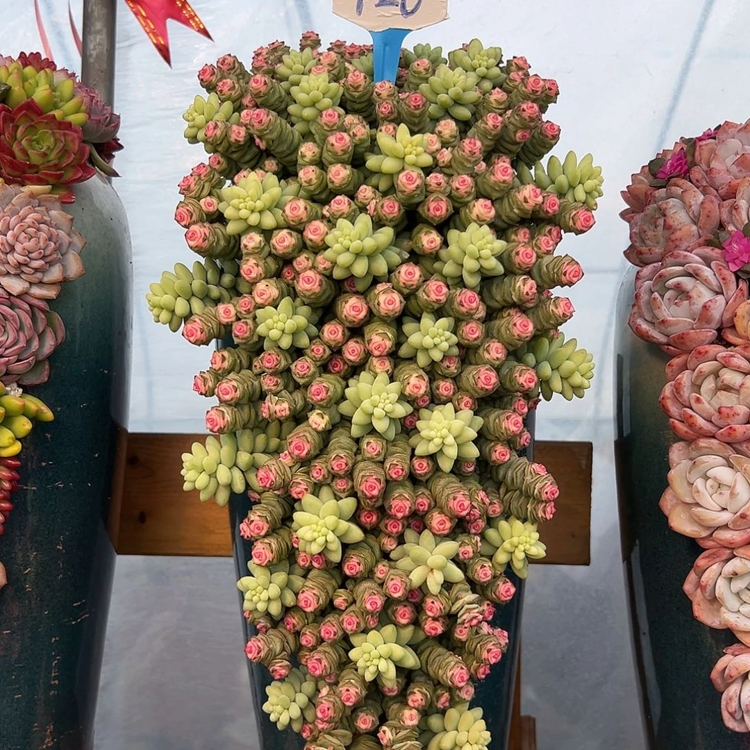 126钱多多多肉组合花园组合