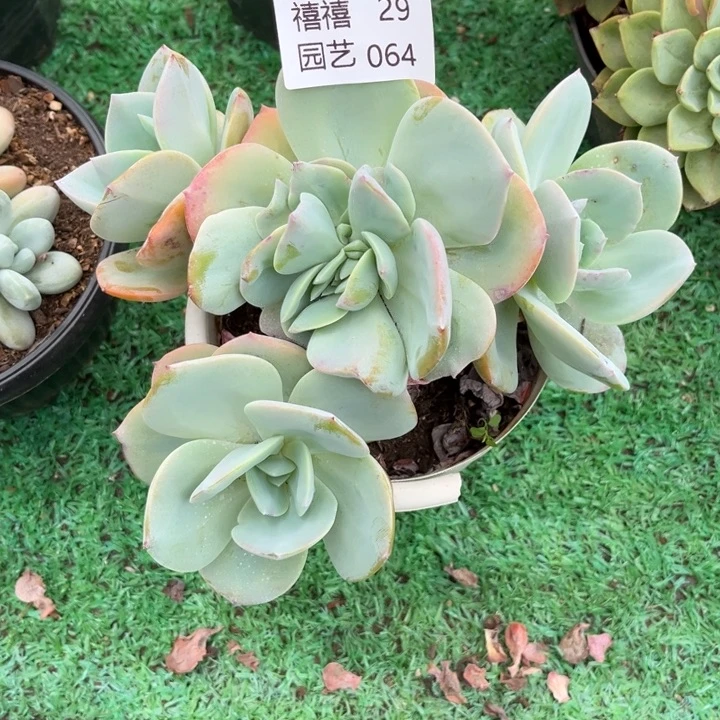 29-064凤群不知道是不是缀
