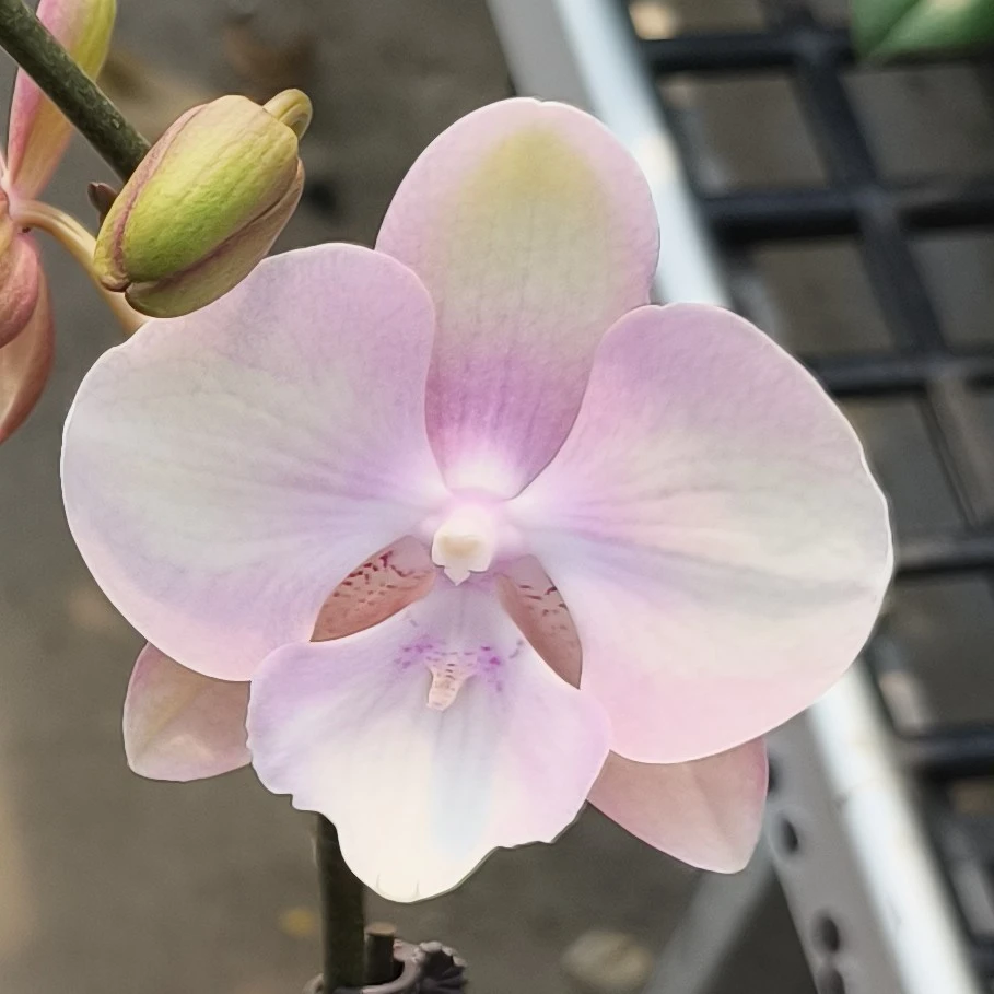 蝴蝶兰威尼斯3寸新苗不带花网红稀有品种