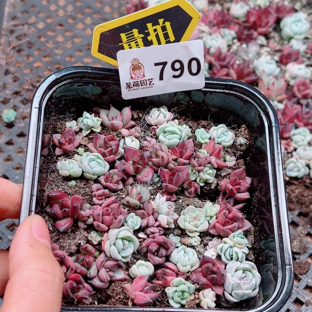 多肉植物多肉植物