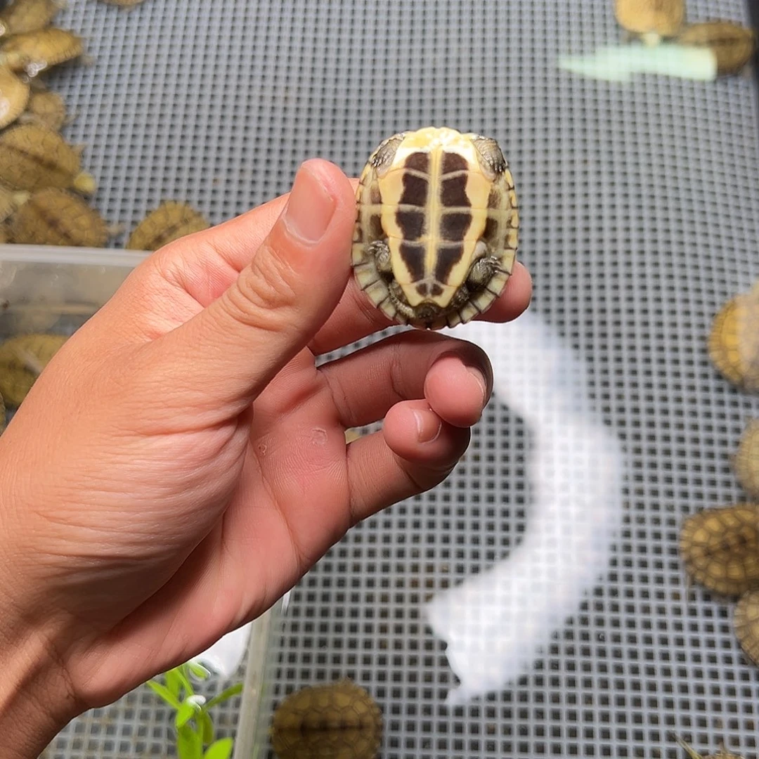 母绿毛龟木*5号 48