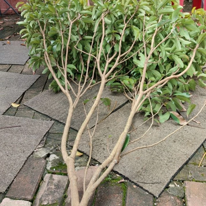 无花朵仙进奉高压苗