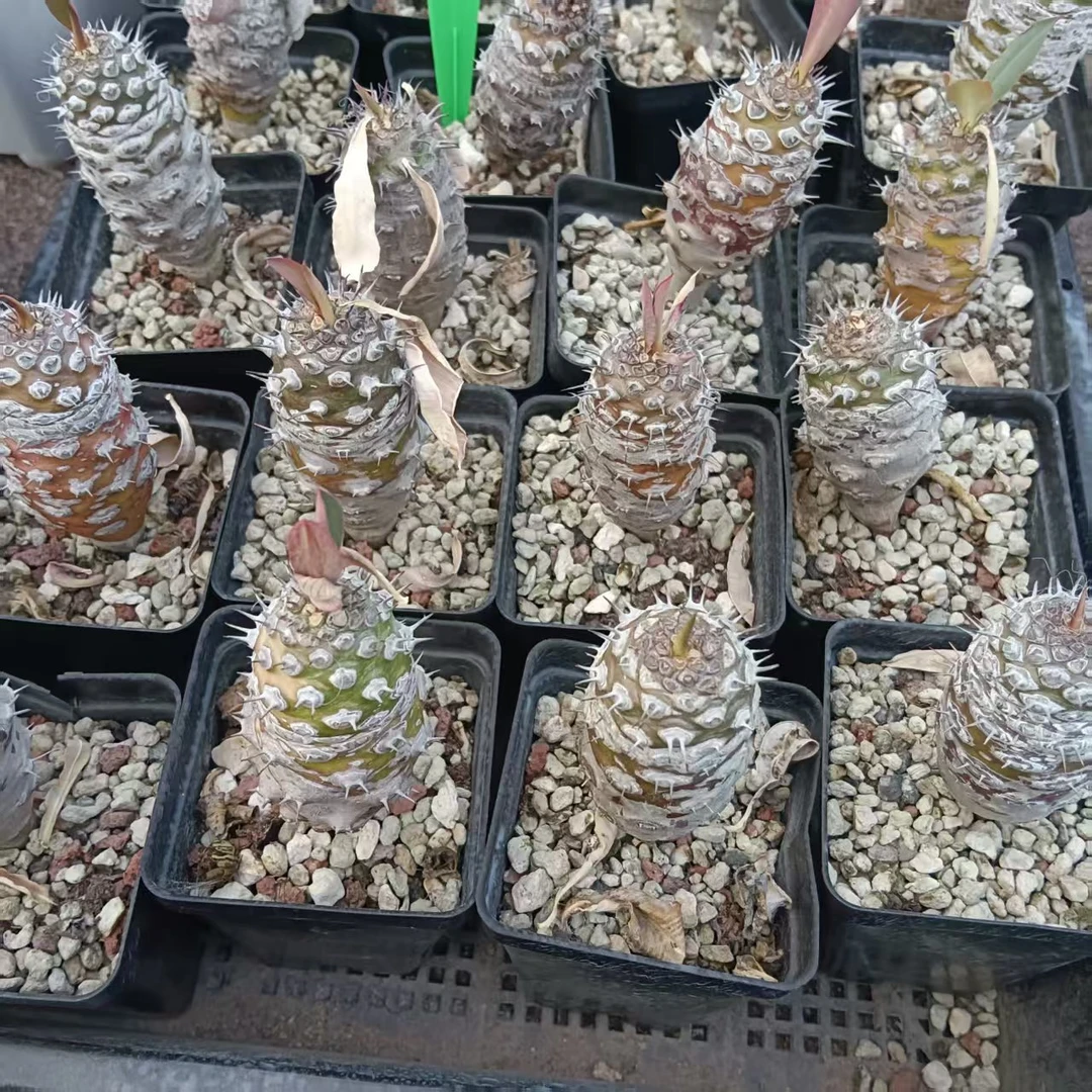 实生瓶干麒麟-脱土脱盆发货