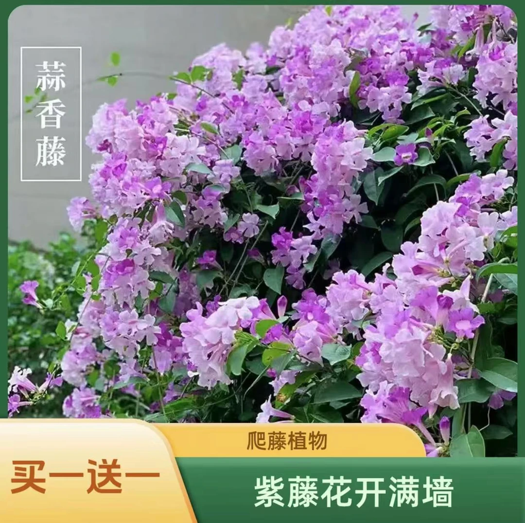 【买一送一】蒜香藤花苗紫铃藤爬藤植物好养四季开花庭院盆栽花卉
