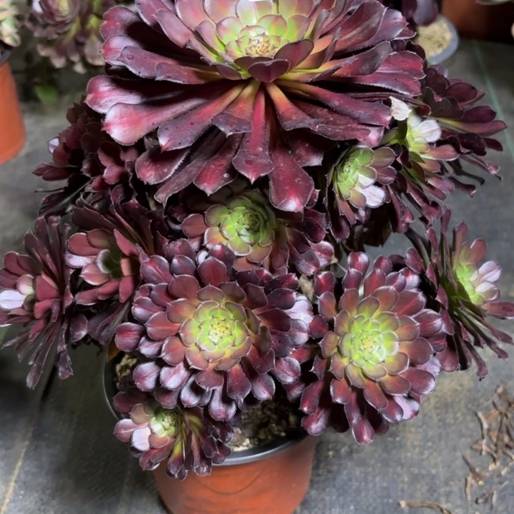 瑞妈一物一拍 405