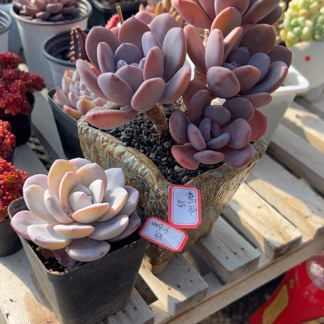 多肉植物多肉植物