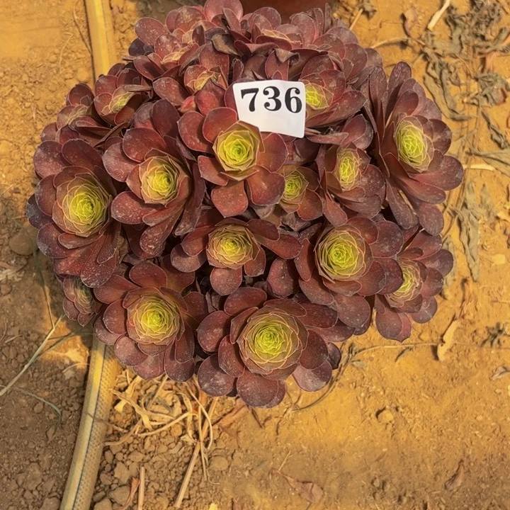丫***单魅金玫瑰多肉植物736
