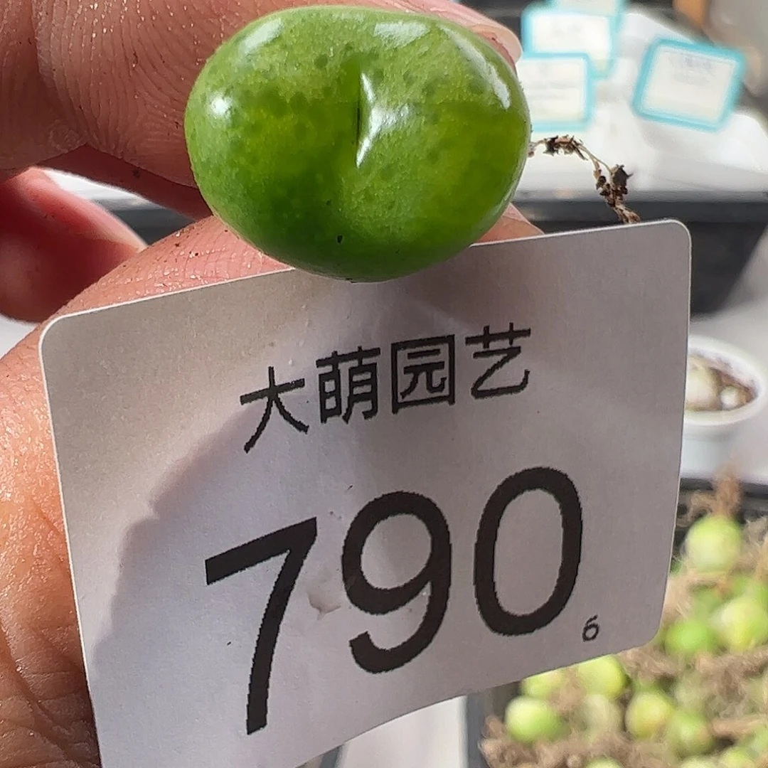 0000790 一物一拍……