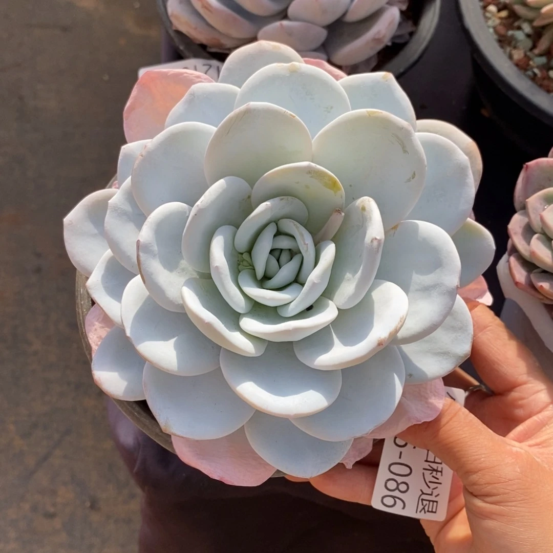 两单包邮1216-86雪莲