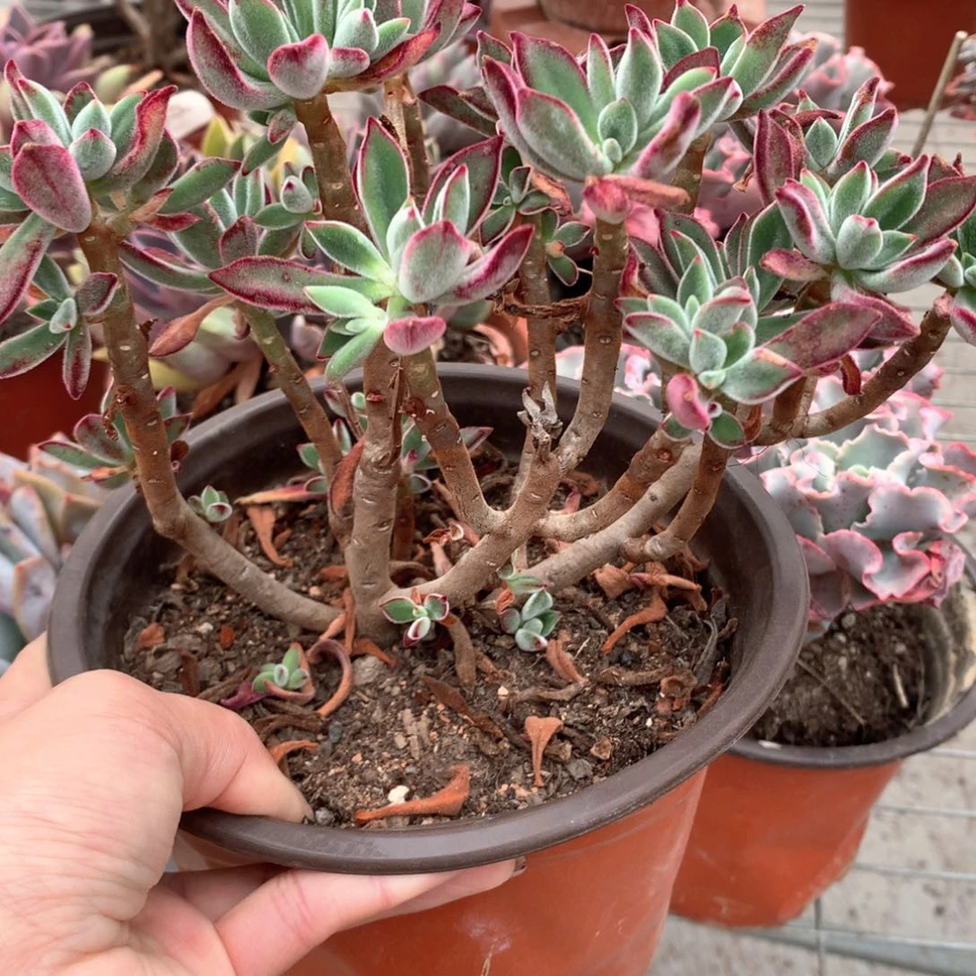 花**夏锦晃星多肉植物