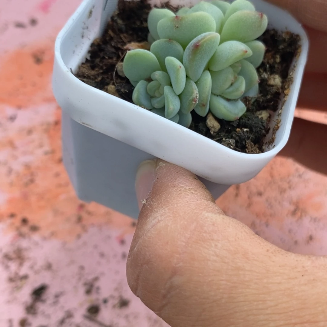 标签740甜心3000一个多肉