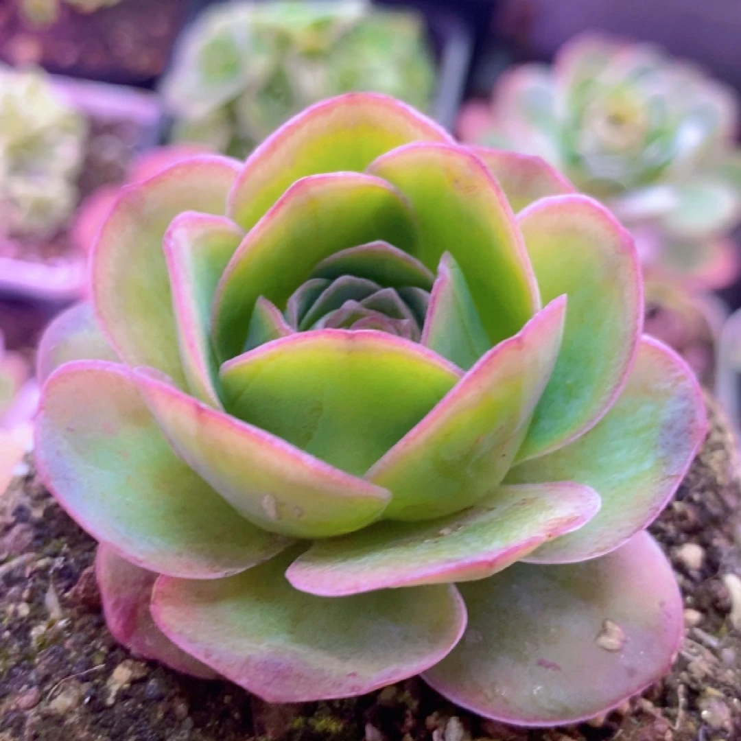 孤品捡漏一物一拍E078山地玫瑰一物一拍