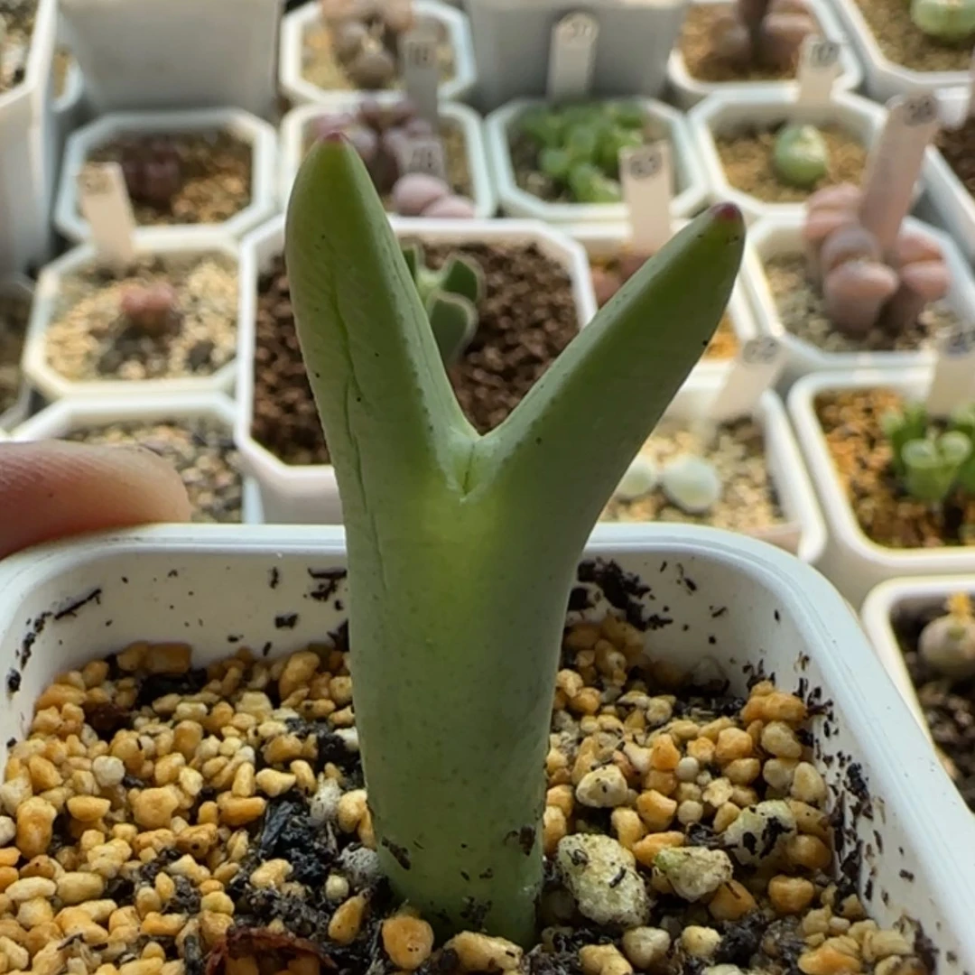 【闪购商品】20527