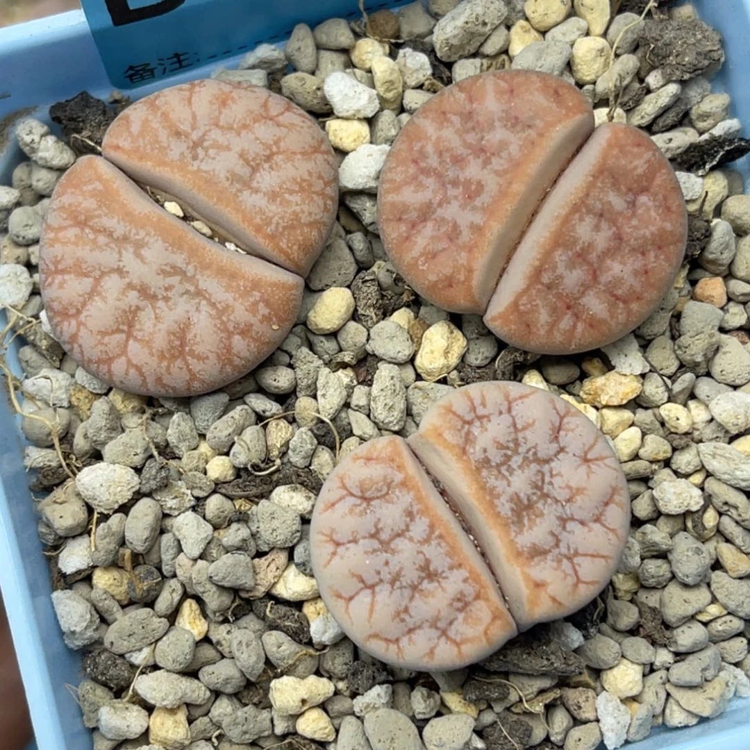 4570拿铁三颗。