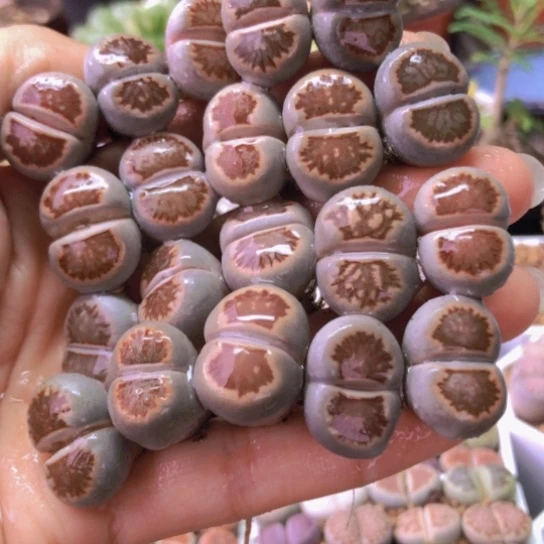 0150，20棵菊老皮微瑕1.7-2厘米