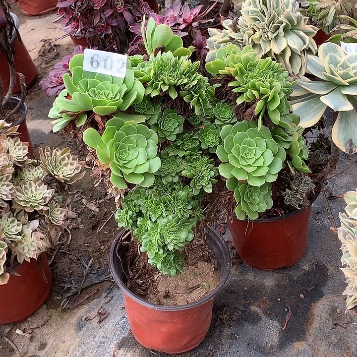 多肉植物绿羊绒缀602号