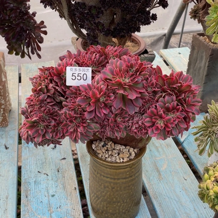 550号粉女巫法师