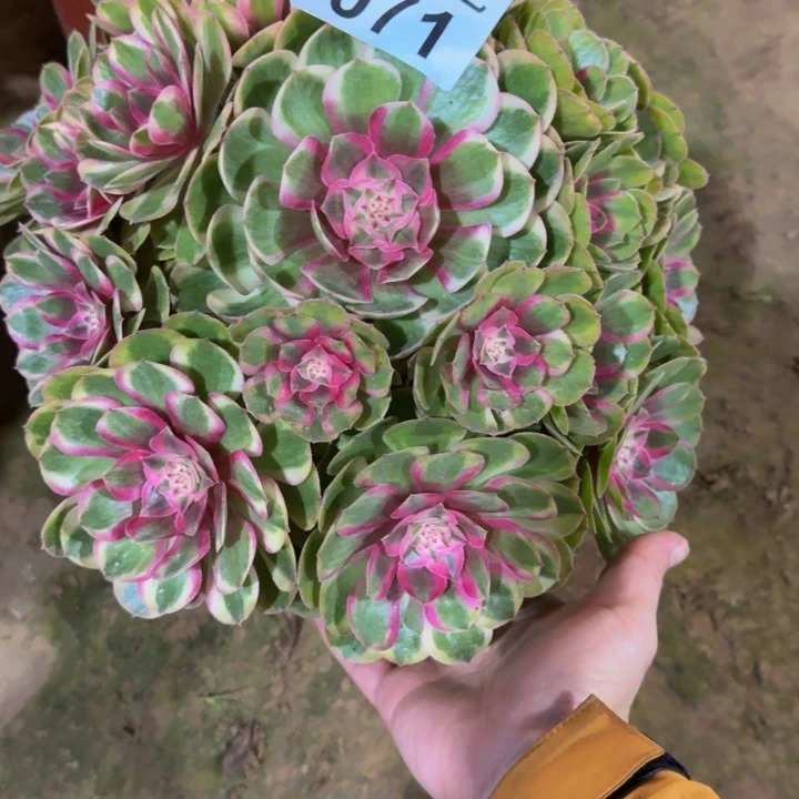 简***3倾城变异不周正071肉肉肉