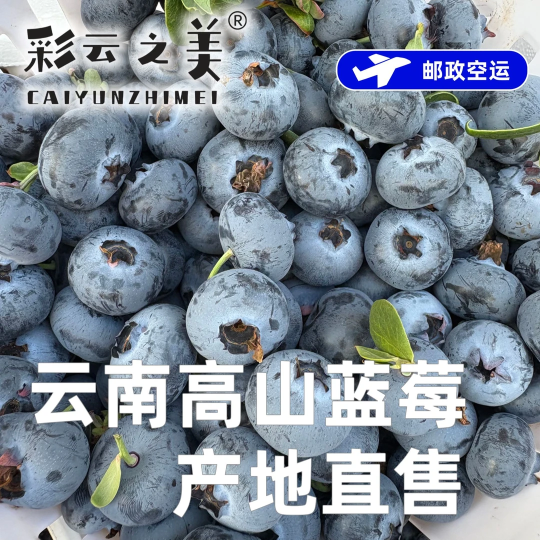 云南露天花香蓝莓脆甜花果香新鲜现采摘 邮政空运