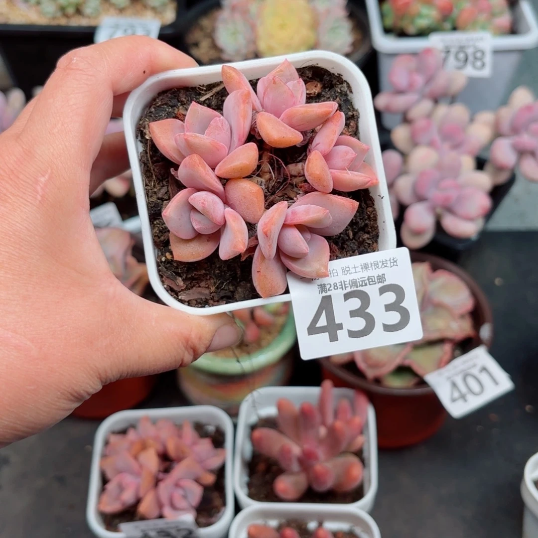 彩虹糖多肉多肉多肉