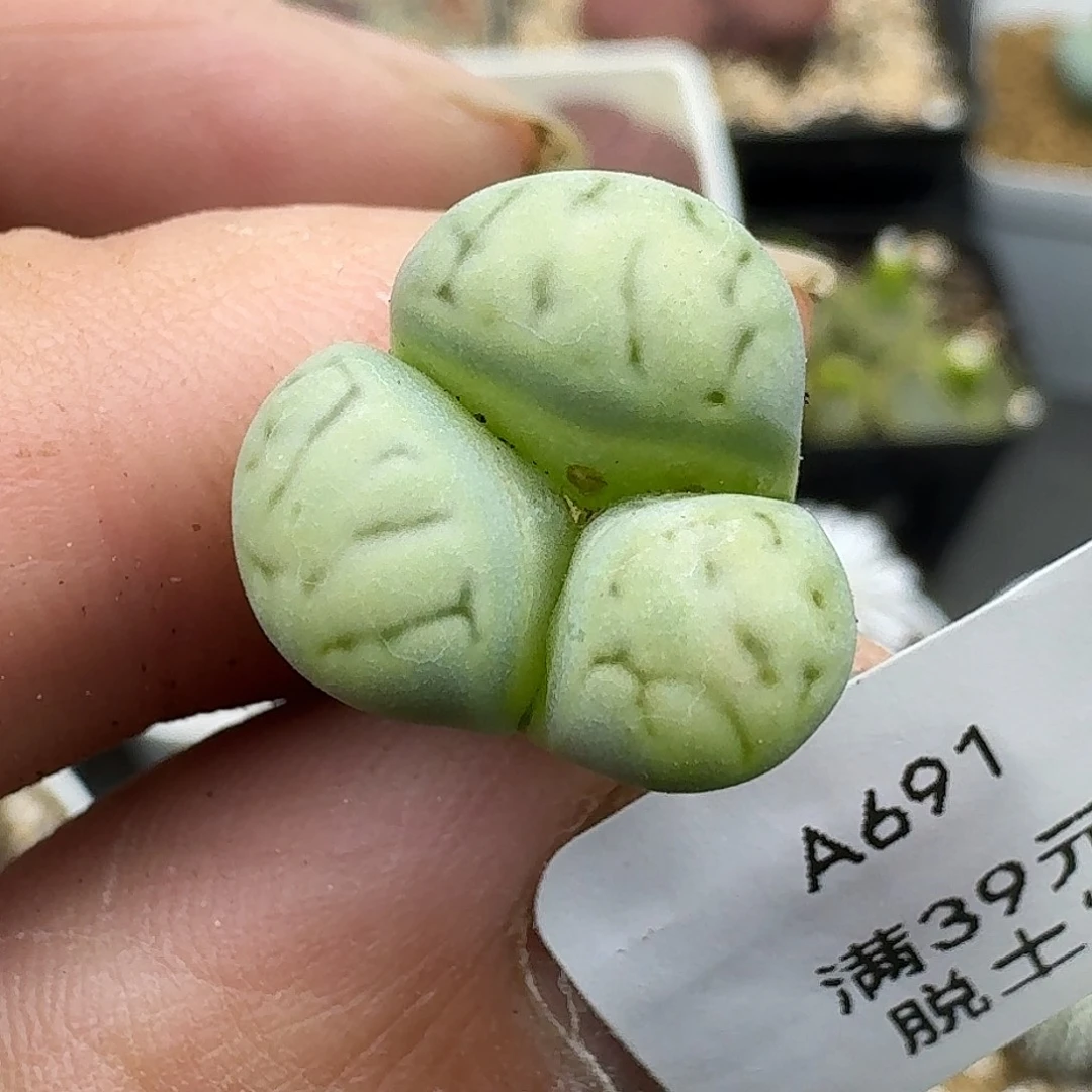 691多肉哈哈哈哈哈哈哈