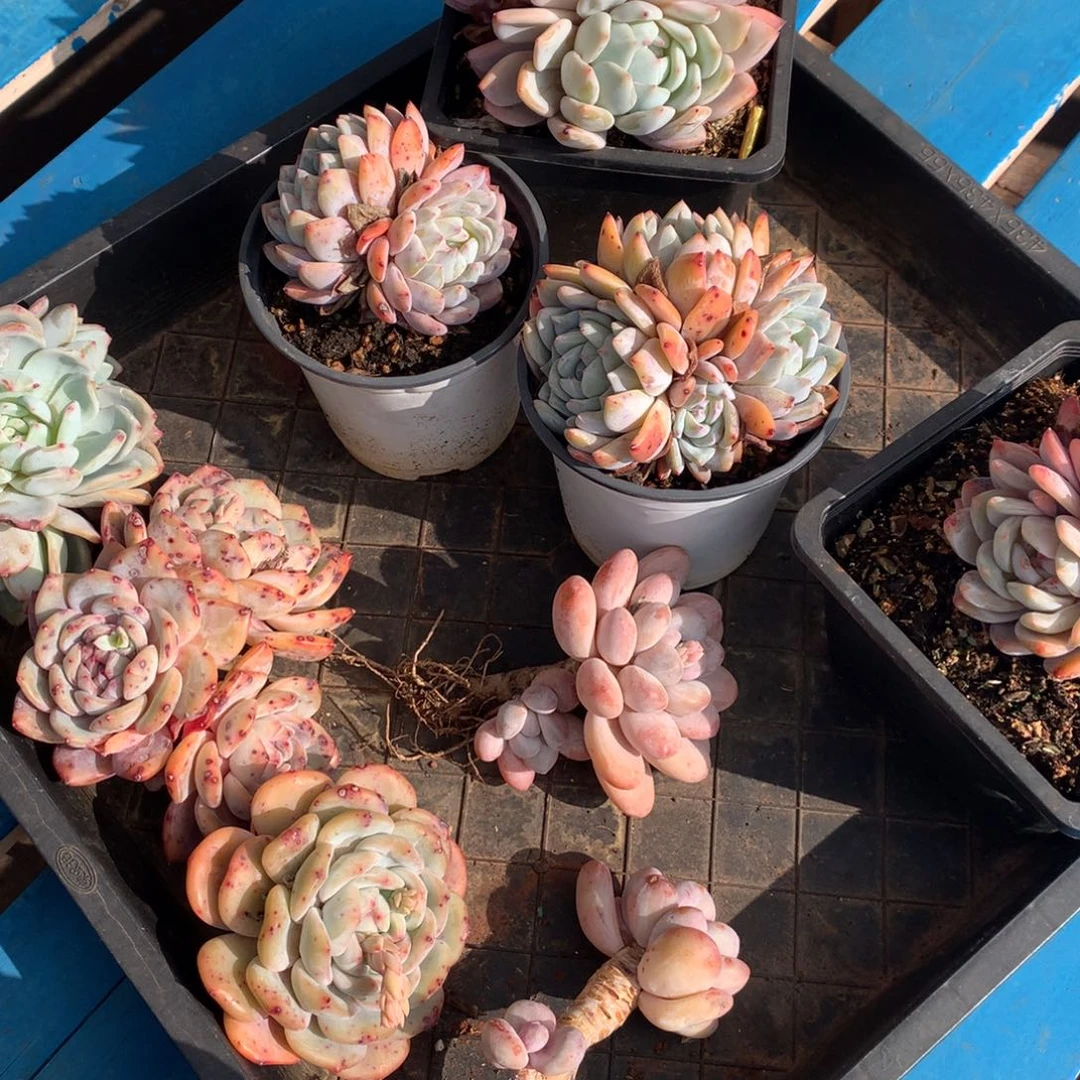 颜*玉橙梦露橙梦露橙梦露