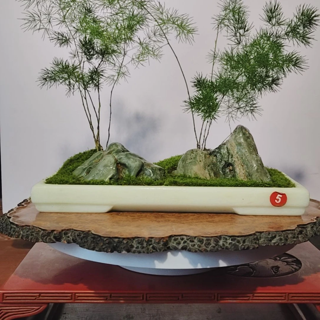 无花朵盆景，蓬莱松，九龙壁