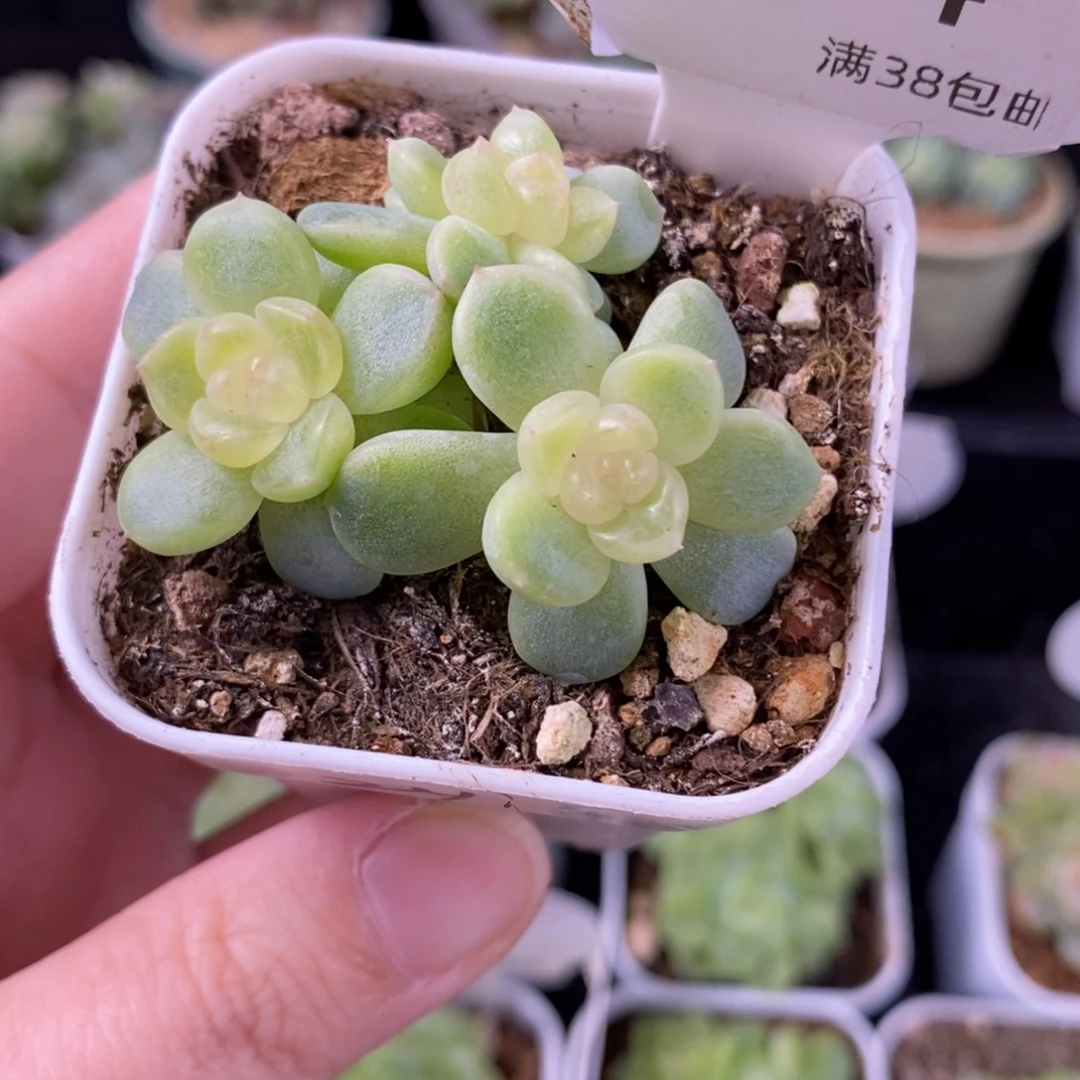 纸鸢三头群一颗154号