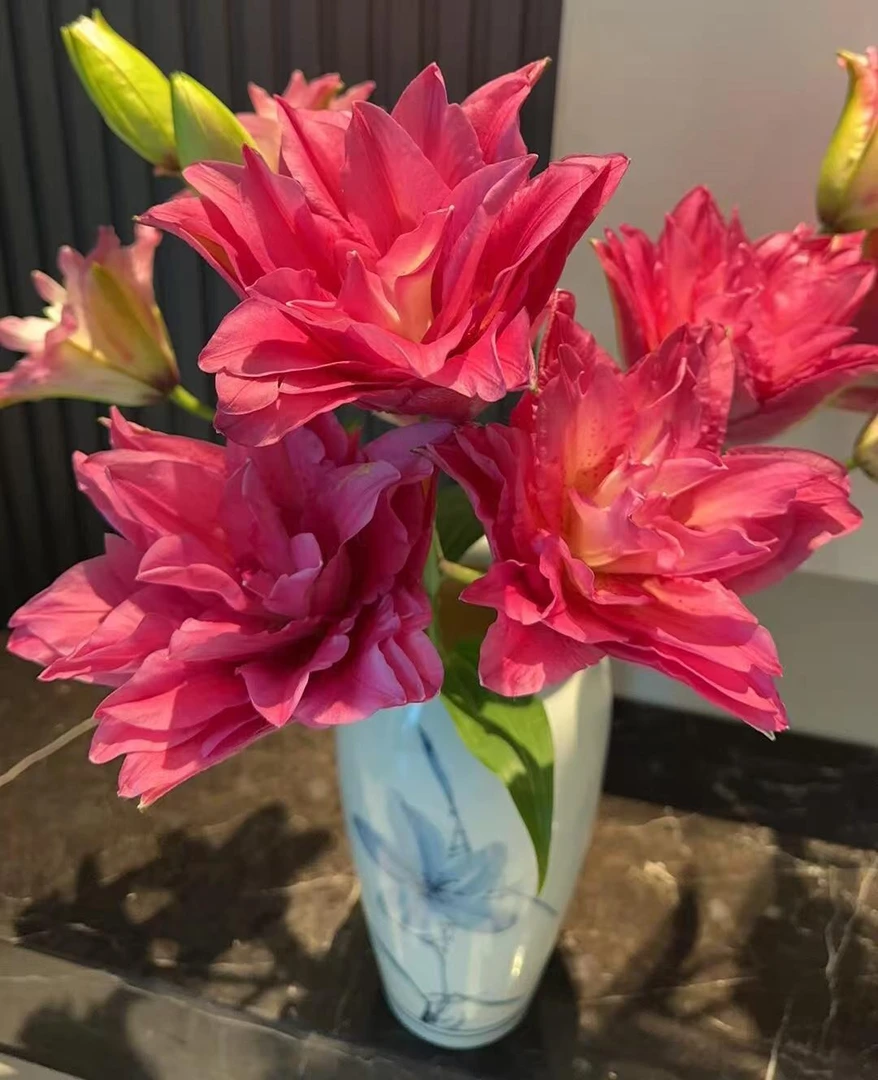 四季可种1颗《宝莲灯》14/16进口重瓣香水百合花球