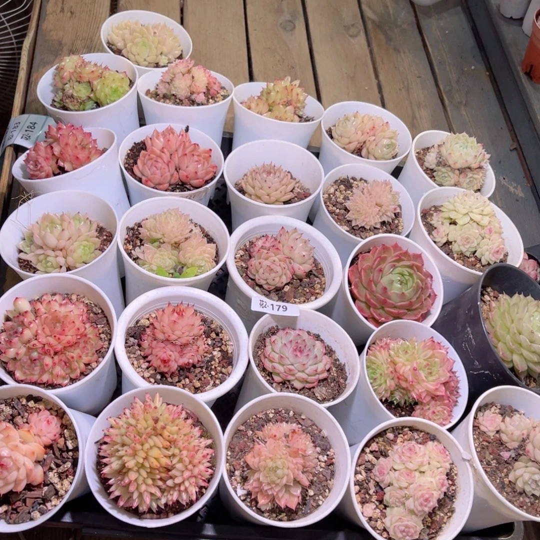 红陶花利美2-179框拍25颗