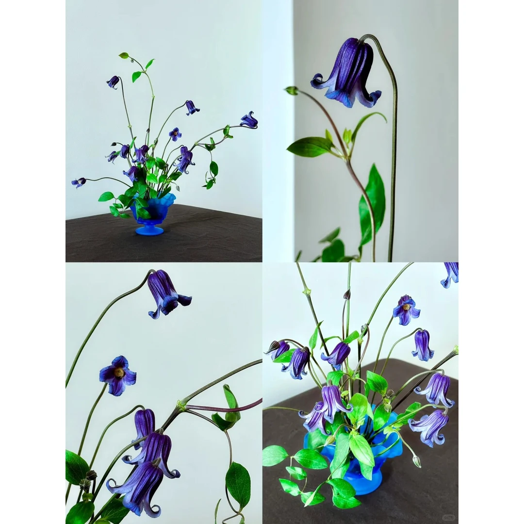 铃铛铁线莲铁线莲铃铛进口小众花材紫色